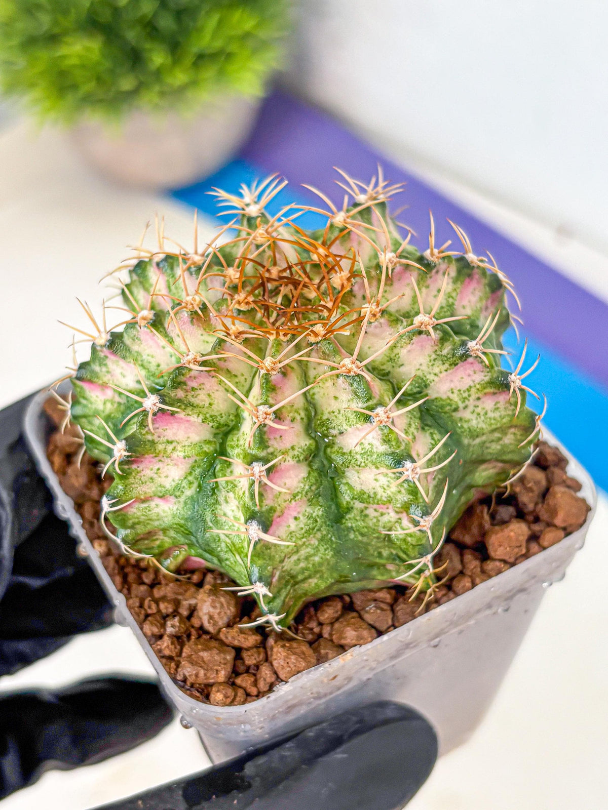 Gymnocalycium T-Lux Neon (gy14) (7) | Collector’s Edition