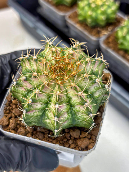 Gymnocalycium T-Lux Neon (gy14) (7) | Collector’s Edition