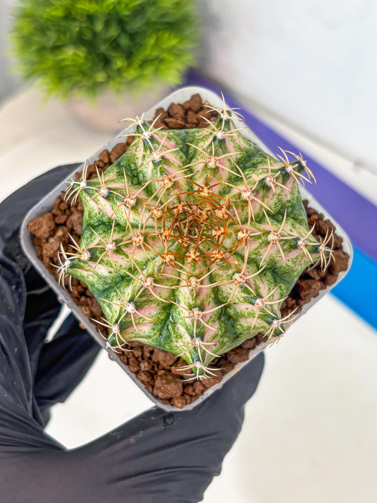 Gymnocalycium T-Lux Neon (gy14) (7) | Collector’s Edition
