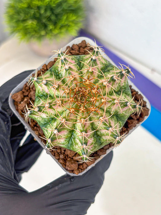 Gymnocalycium T-Lux Neon (gy14) (7) | Collector’s Edition