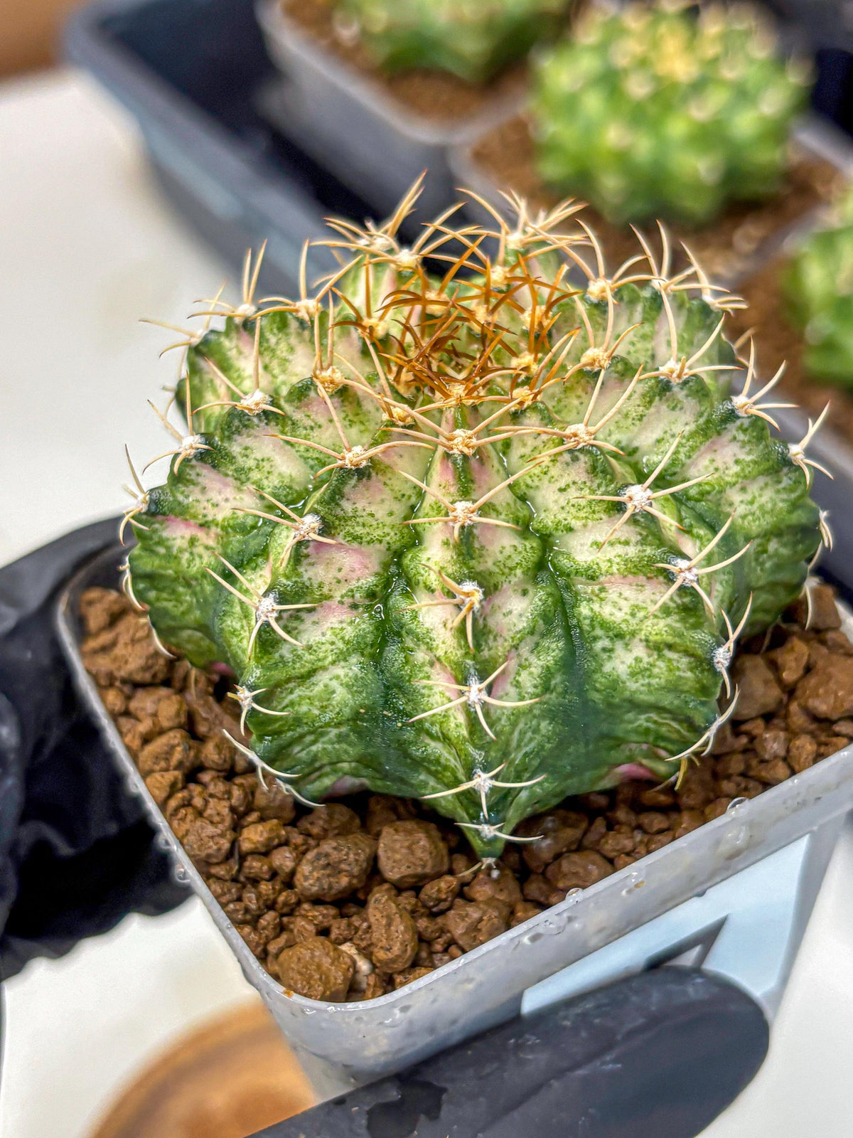 Gymnocalycium T-Lux Neon (gy14) (7) | Collector’s Edition