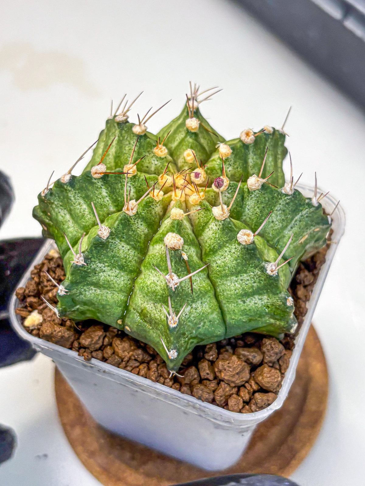 Gymnocalycium T-Lux Neon (gy14) (8) | Collector’s Edition
