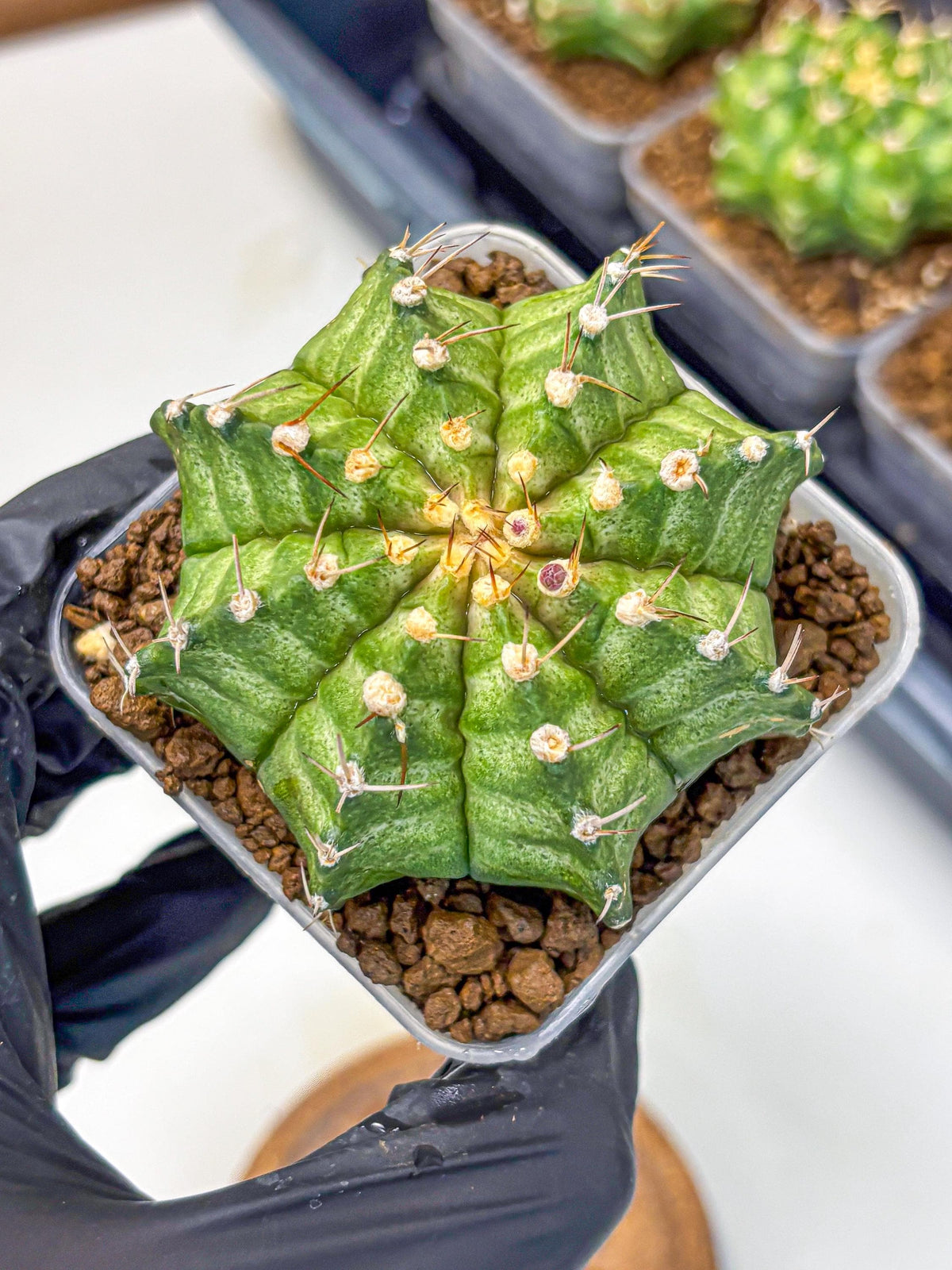 Gymnocalycium T-Lux Neon (gy14) (8) | Collector’s Edition