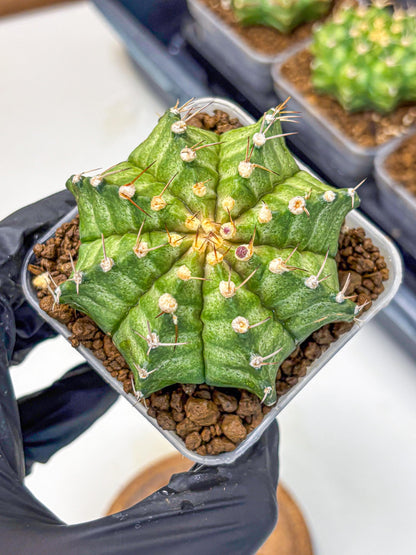 Gymnocalycium T-Lux Neon (gy14) (8) | Collector’s Edition