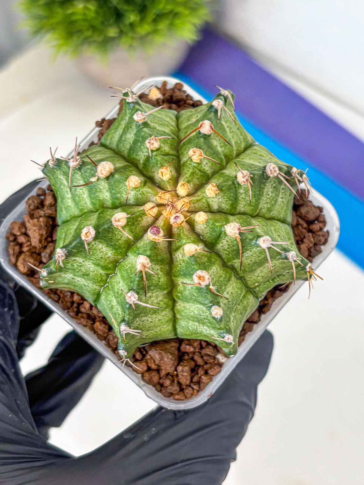 Gymnocalycium T-Lux Neon (gy14) (8) | Collector’s Edition