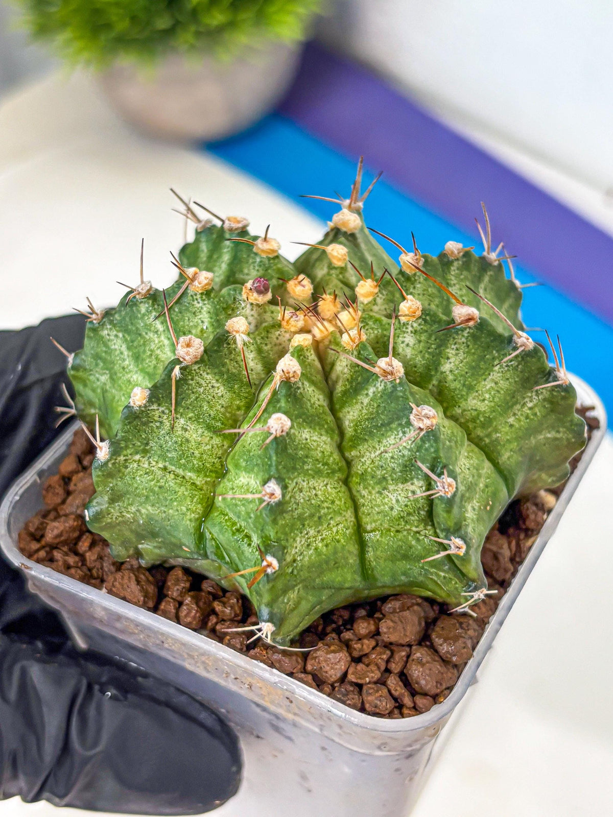 Gymnocalycium T-Lux Neon (gy14) (8) | Collector’s Edition