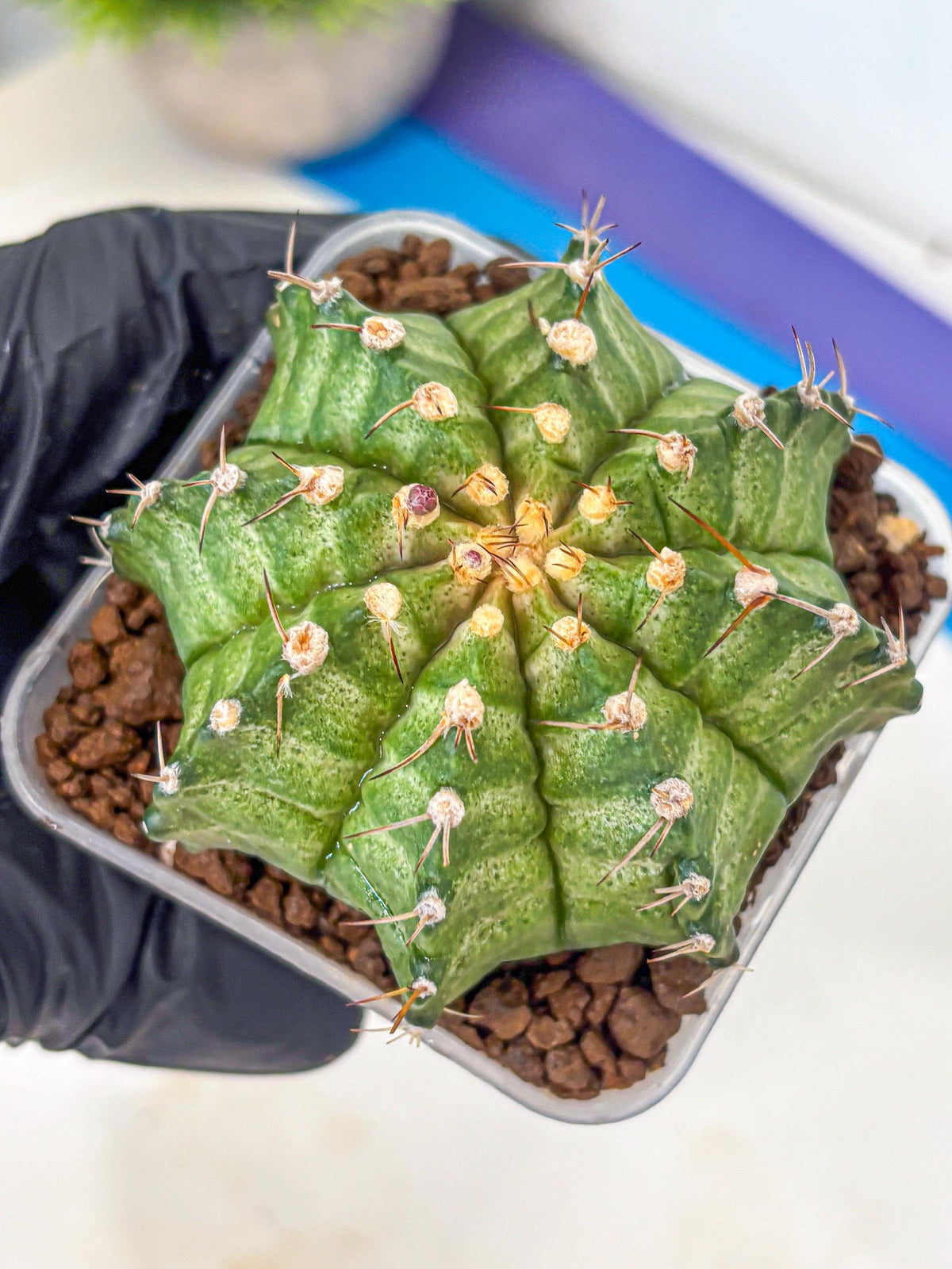 Gymnocalycium T-Lux Neon (gy14) (8) | Collector’s Edition