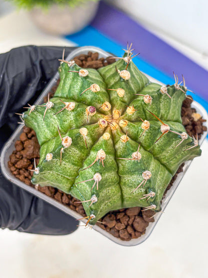 Gymnocalycium T-Lux Neon (gy14) (8) | Collector’s Edition
