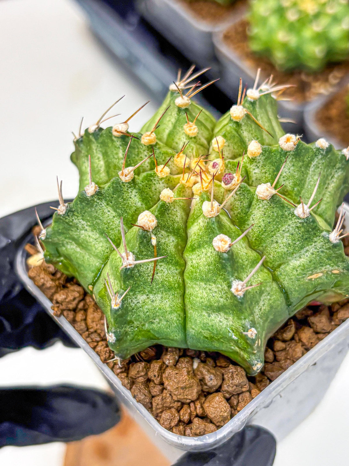 Gymnocalycium T-Lux Neon (gy14) (8) | Collector’s Edition