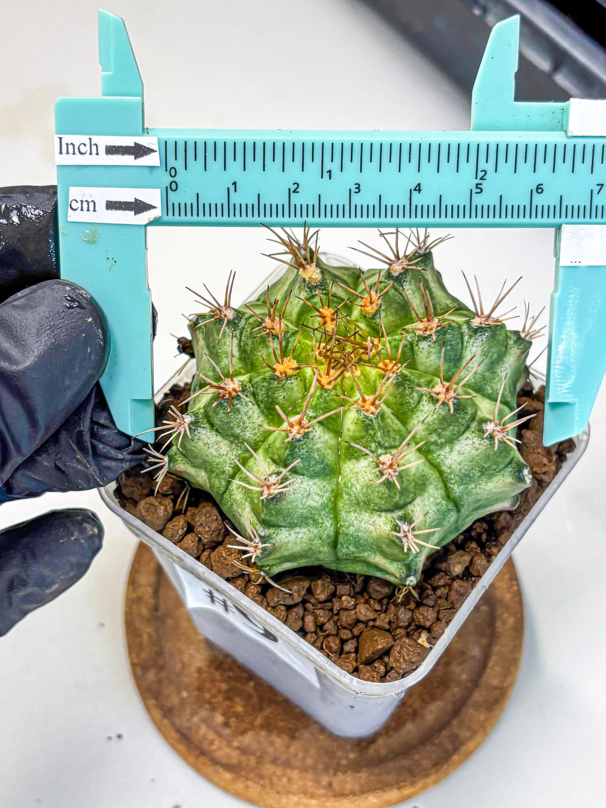 Gymnocalycium T-Lux Neon (gy14) (9) | Collector’s Edition