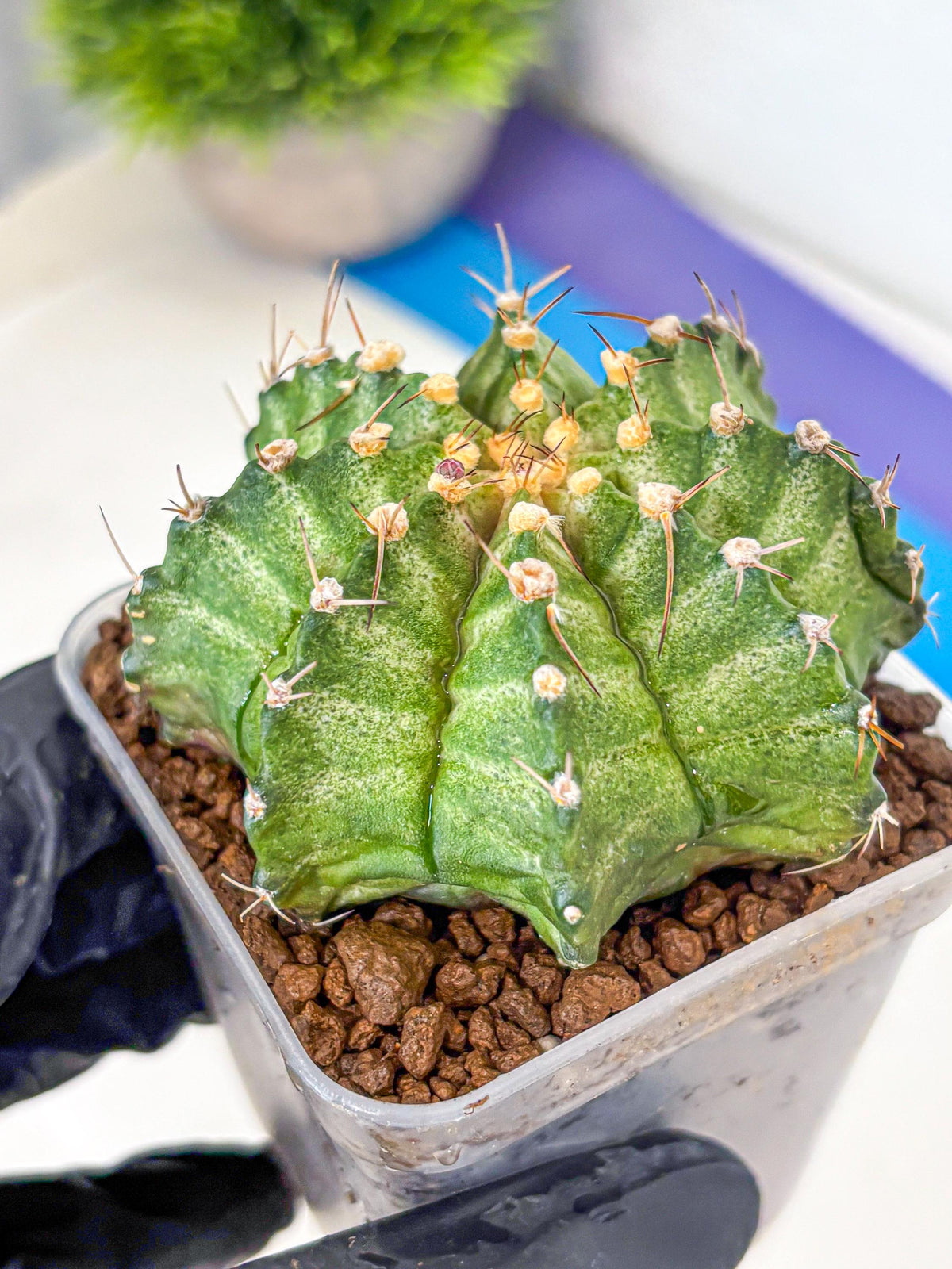 Gymnocalycium T-Lux Neon (gy14) (8) | Collector’s Edition