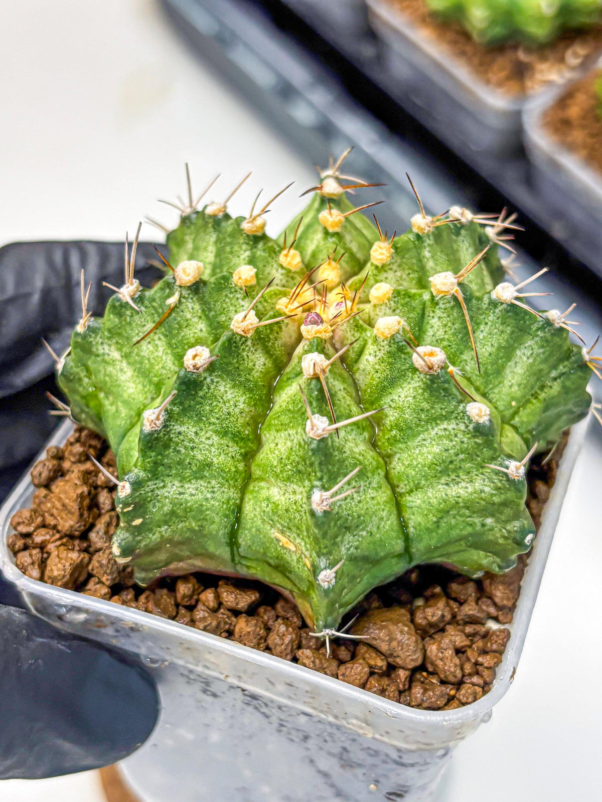 Gymnocalycium T-Lux Neon (gy14) (8) | Collector’s Edition