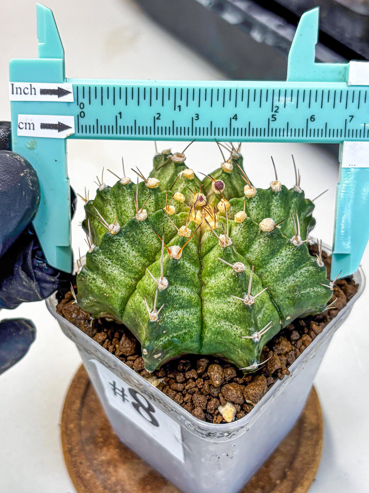 Gymnocalycium T-Lux Neon (gy14) (8) | Collector’s Edition