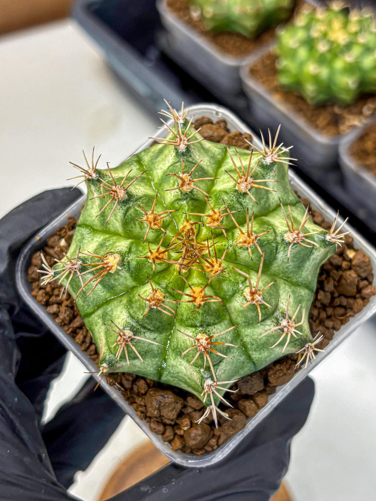 Gymnocalycium T-Lux Neon (gy14) (9) | Collector’s Edition