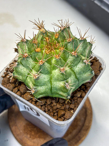 Gymnocalycium T-Lux Neon (gy14) (9) | Collector’s Edition