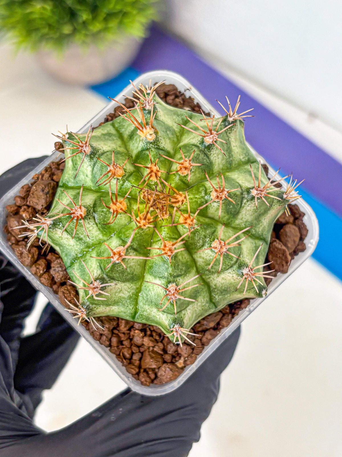 Gymnocalycium T-Lux Neon (gy14) (9) | Collector’s Edition