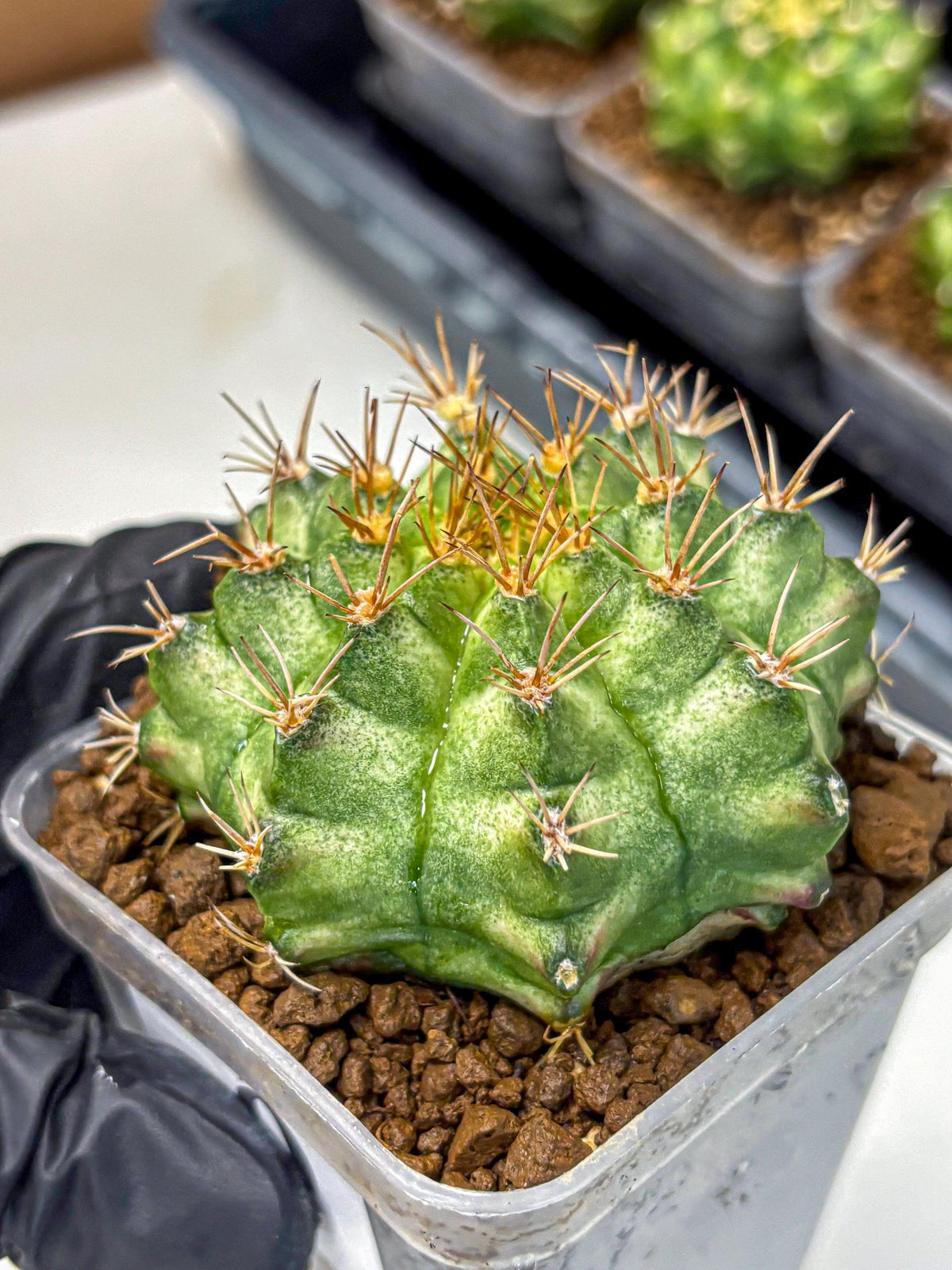 Gymnocalycium T-Lux Neon (gy14) (9) | Collector’s Edition