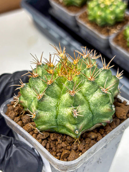 Gymnocalycium T-Lux Neon (gy14) (9) | Collector’s Edition
