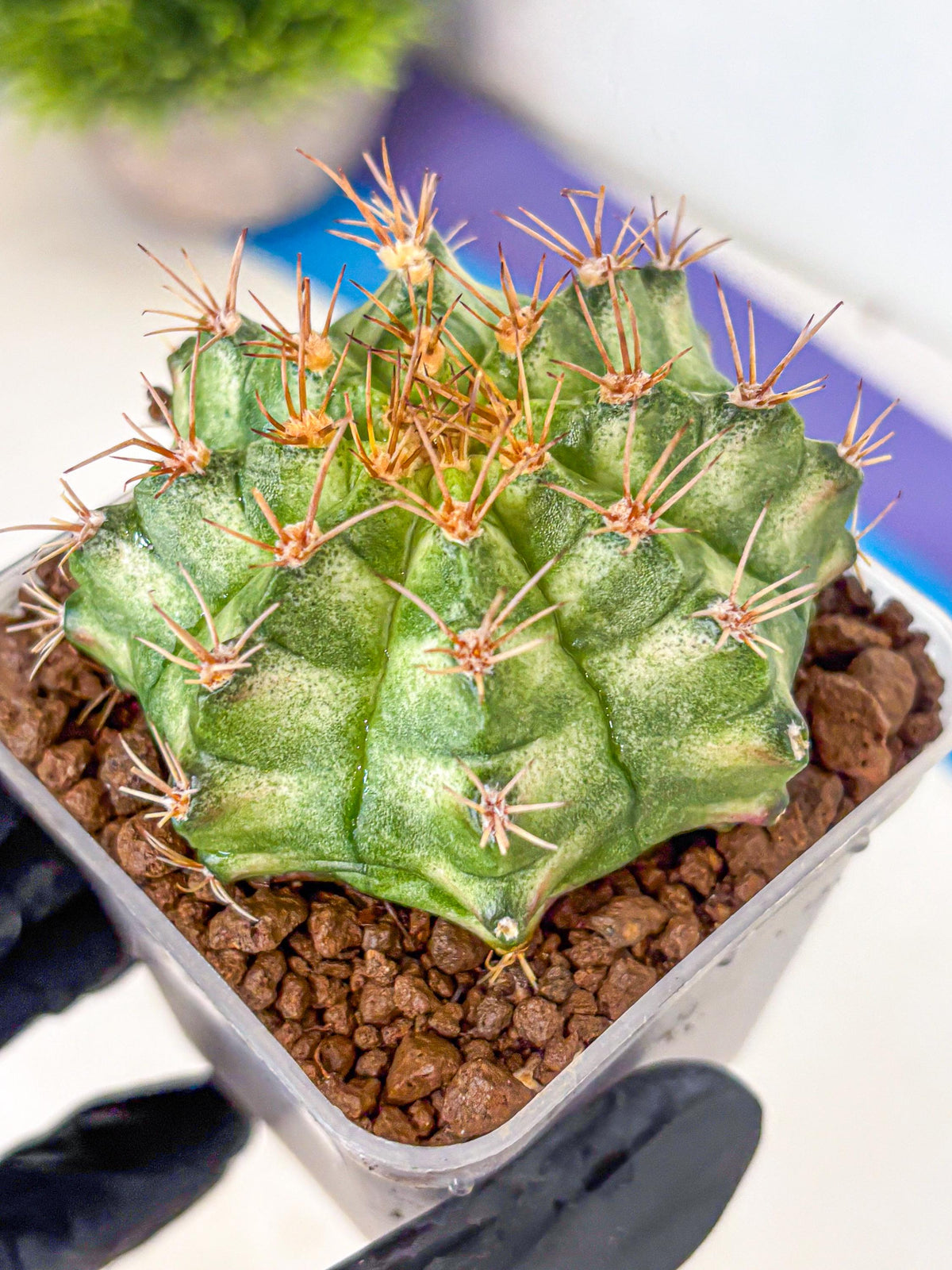 Gymnocalycium T-Lux Neon (gy14) (9) | Collector’s Edition