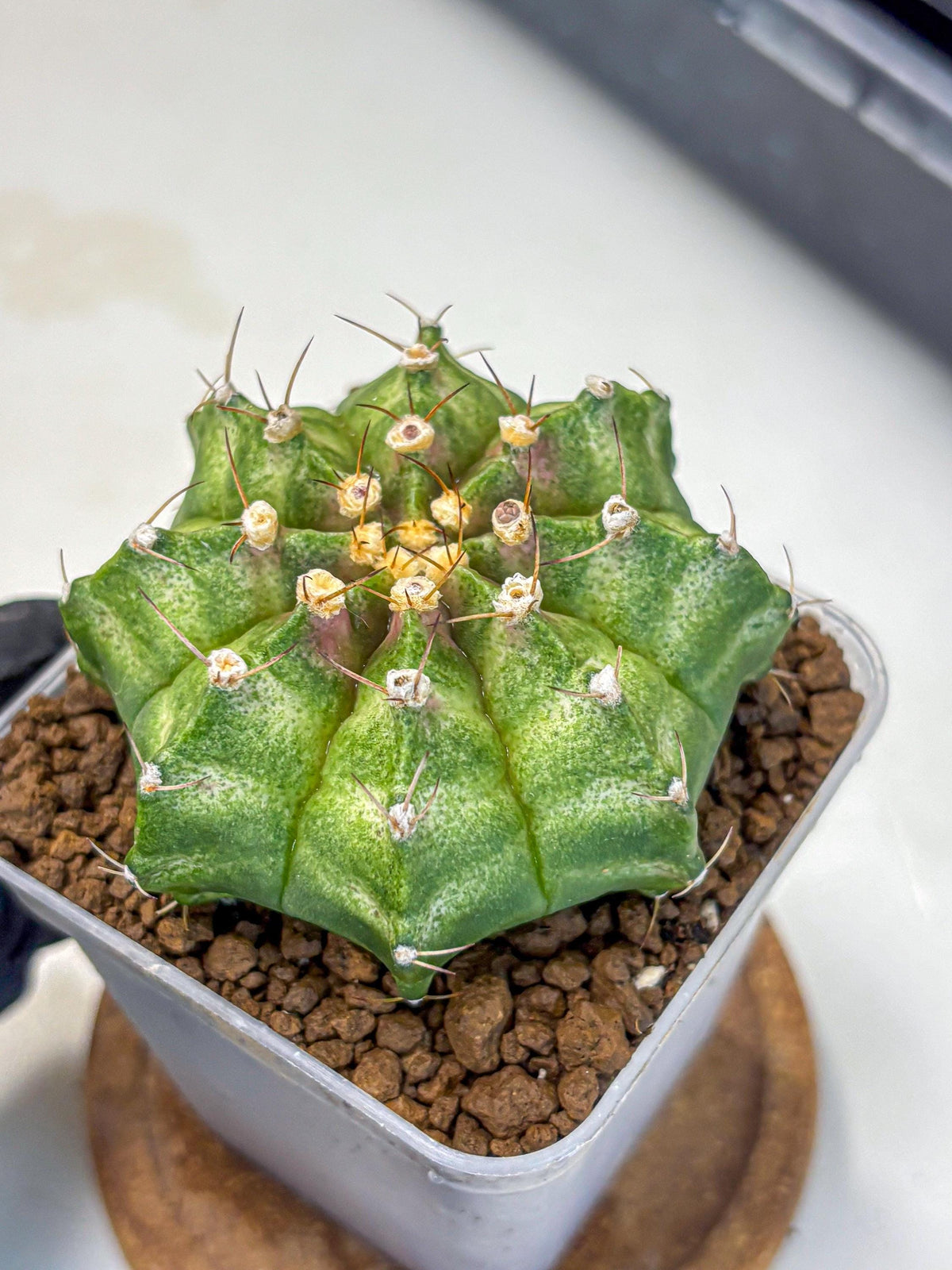 Gymnocalycium T-Lux Neon (gy14) (10) | Collector’s Edition