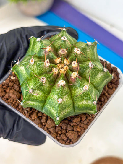 Gymnocalycium T-Lux Neon (gy14) (10) | Collector’s Edition