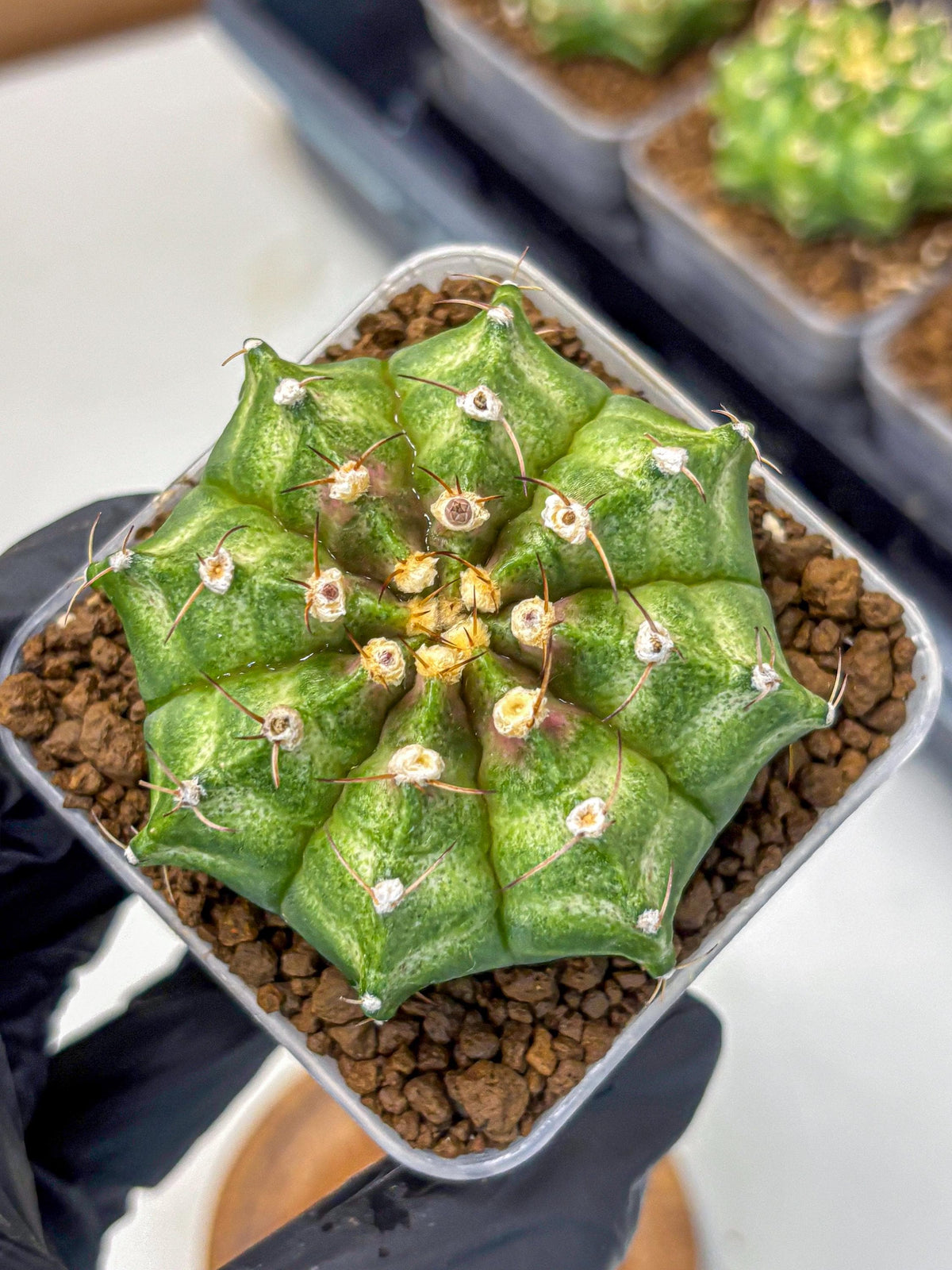 Gymnocalycium T-Lux Neon (gy14) (10) | Collector’s Edition