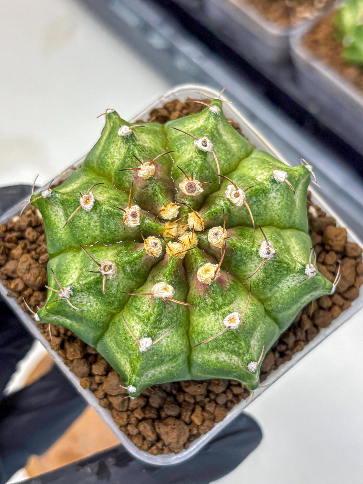 Gymnocalycium T-Lux Neon (gy14) (10) | Collector’s Edition