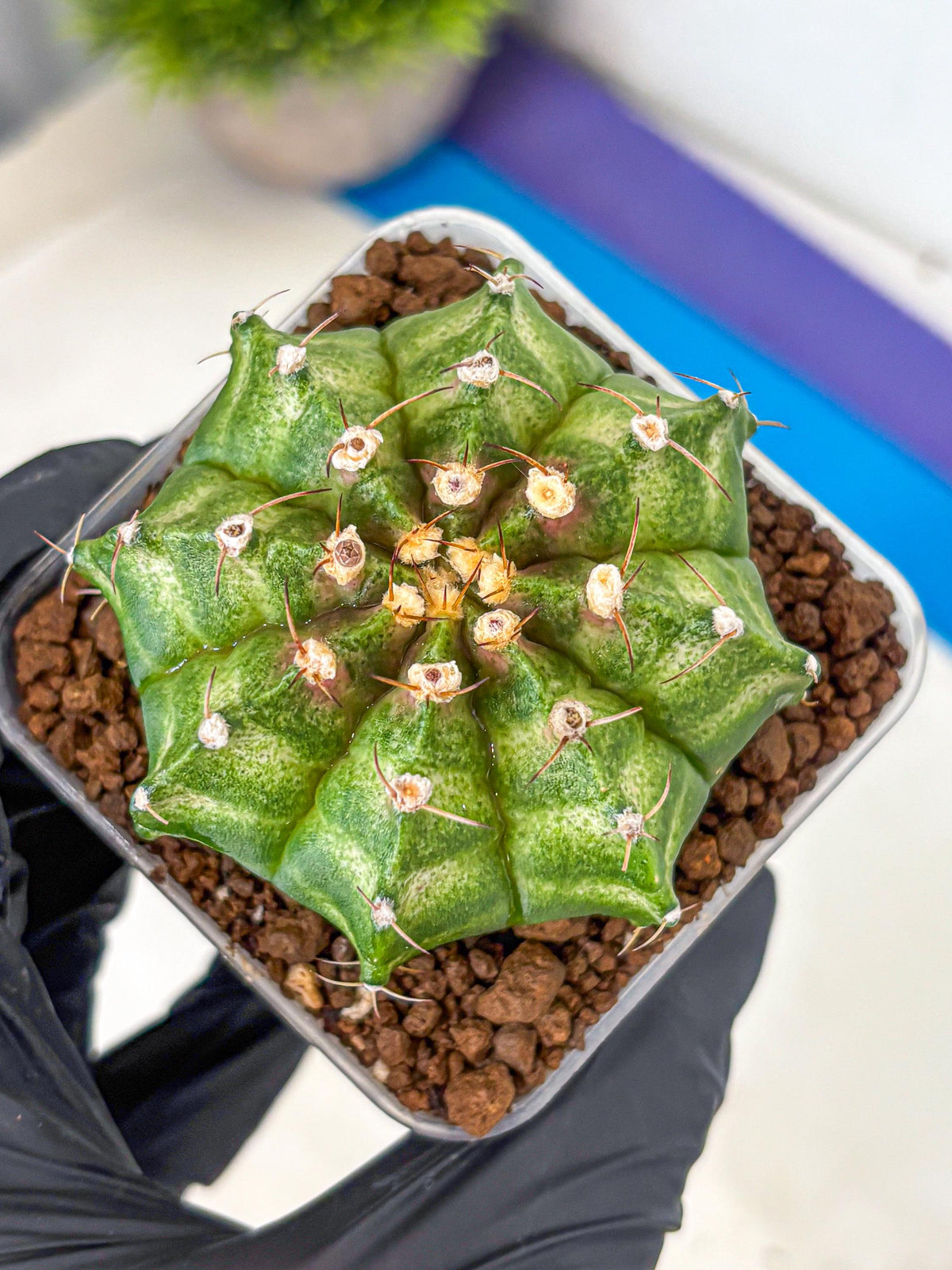 Gymnocalycium T-Lux Neon (gy14) (10) | Collector’s Edition