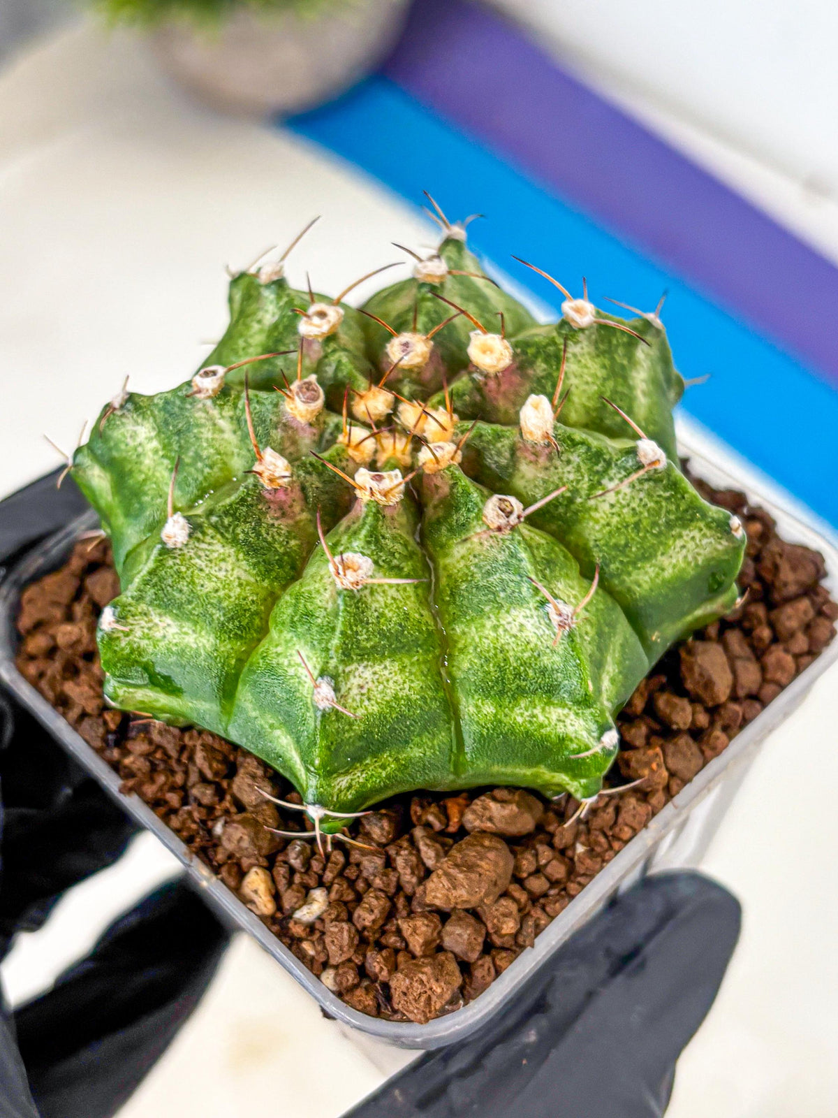 Gymnocalycium T-Lux Neon (gy14) (10) | Collector’s Edition
