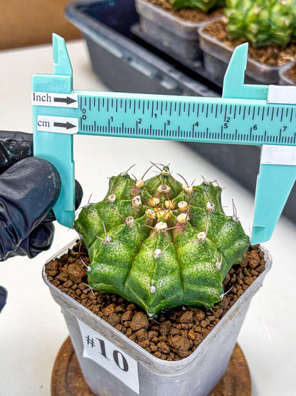 Gymnocalycium T-Lux Neon (gy14) (10) | Collector’s Edition
