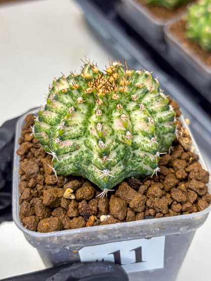 Gymnocalycium T-Lux Neon (gy14) (11) | Collector’s Edition