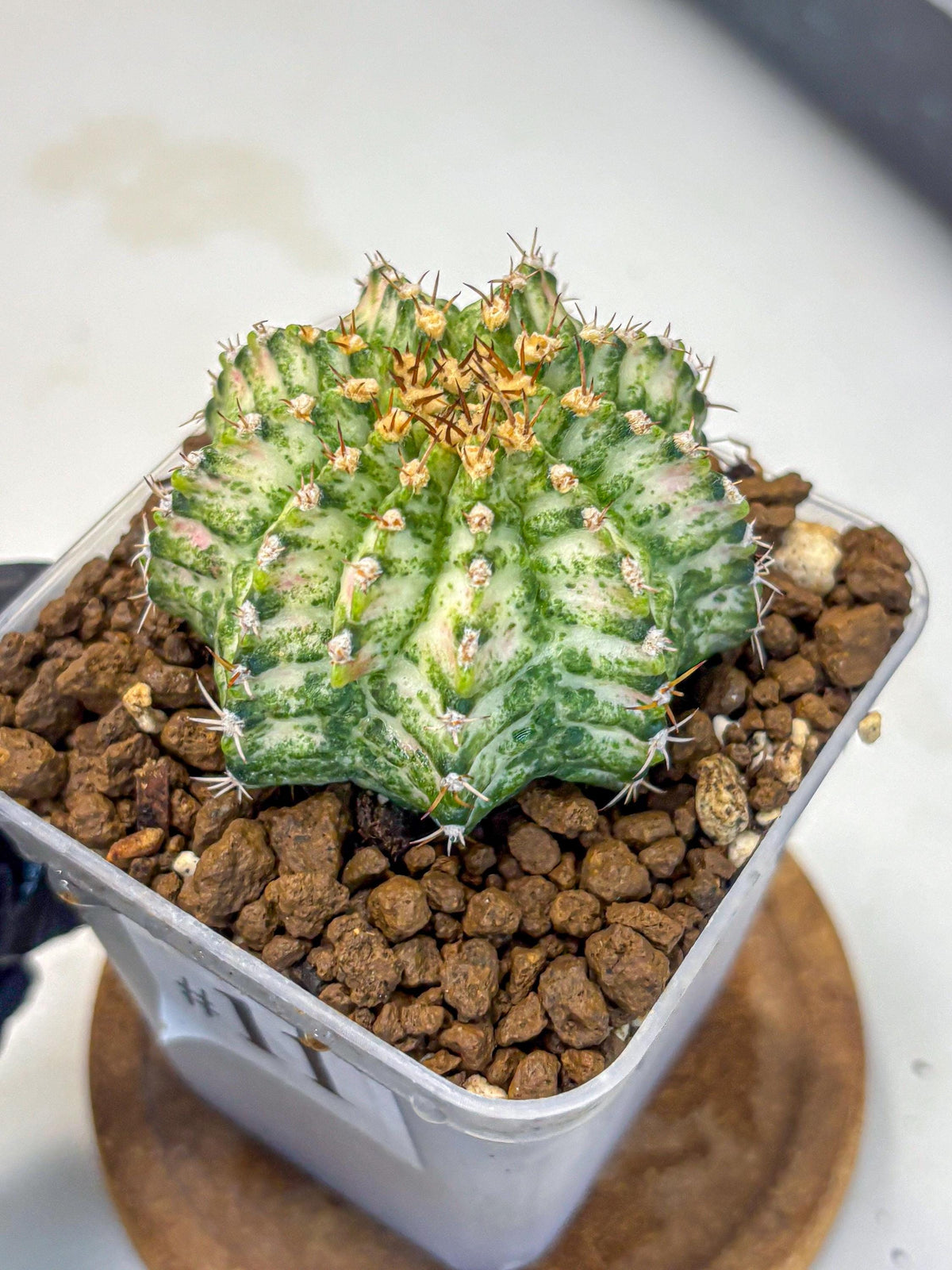 Gymnocalycium T-Lux Neon (gy14) (11) | Collector’s Edition
