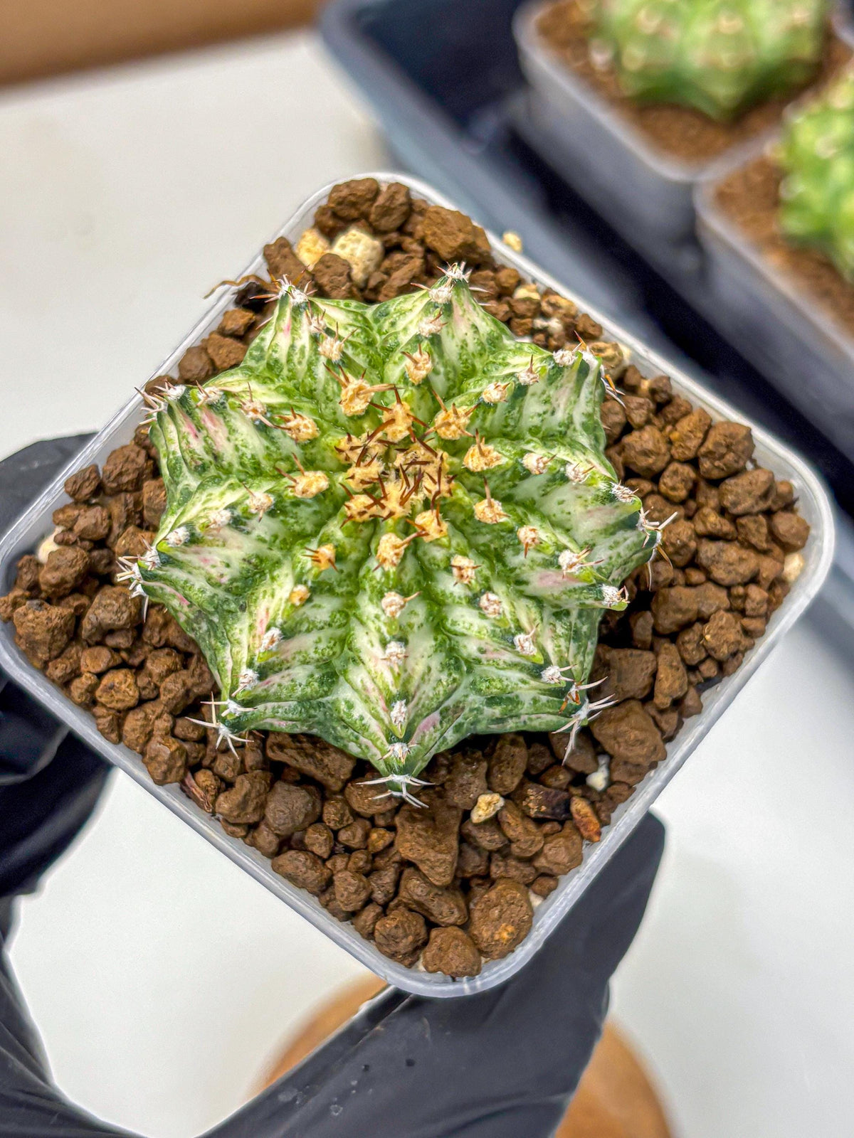 Gymnocalycium T-Lux Neon (gy14) (11) | Collector’s Edition