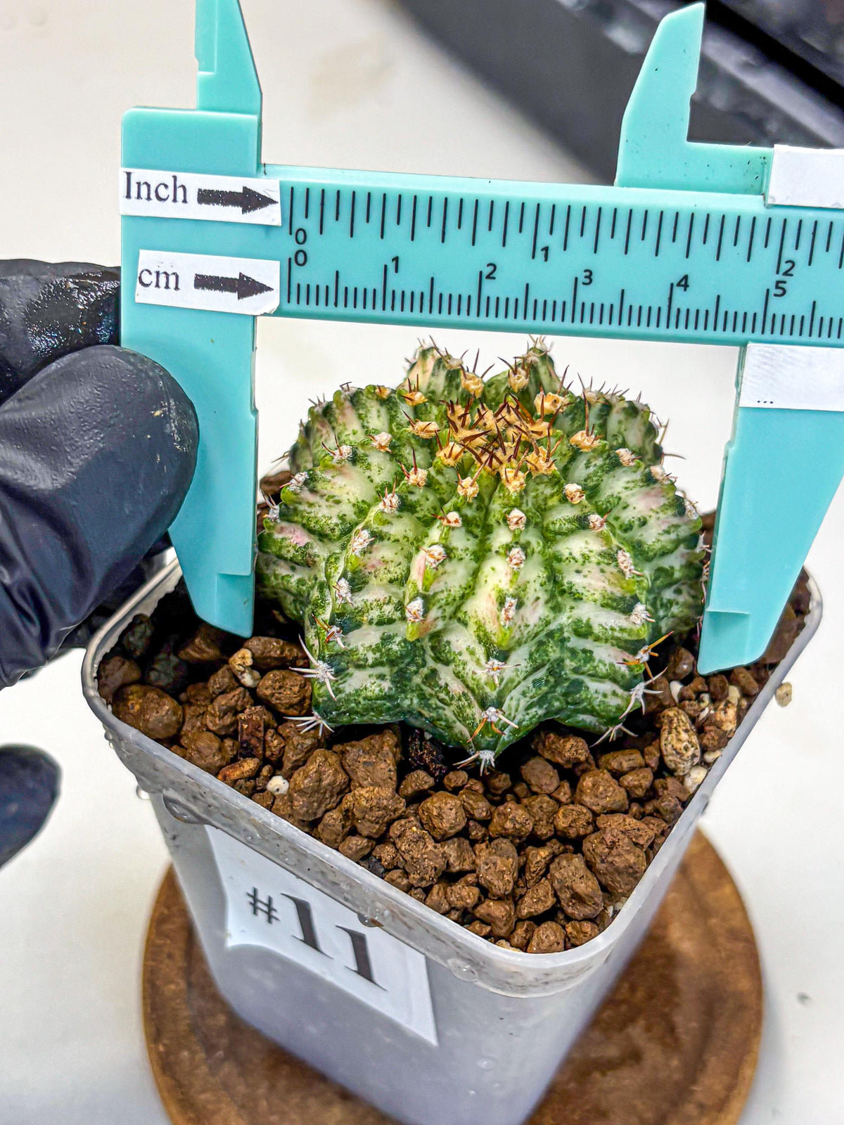 Gymnocalycium T-Lux Neon (gy14) (11) | Collector’s Edition