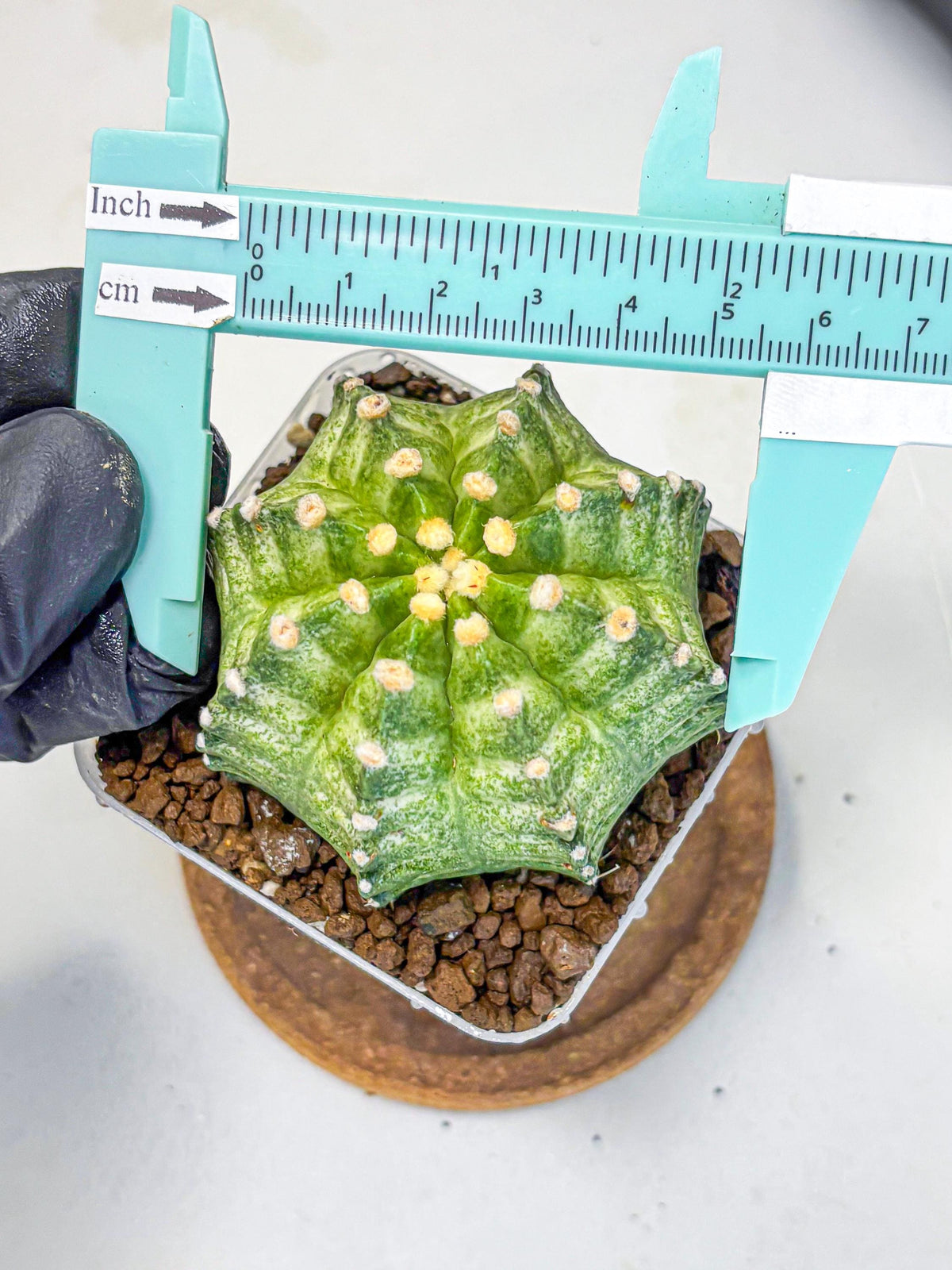 Gymnocalycium T-Lux Neon (gy14) (12) | Collector’s Edition