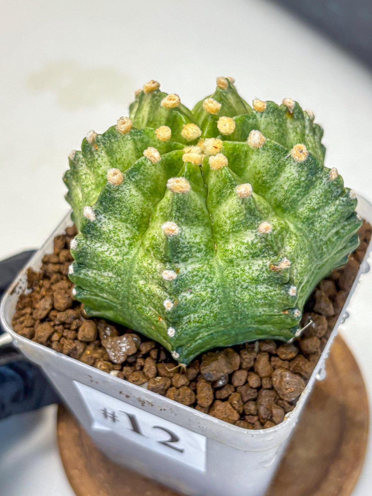 Gymnocalycium T-Lux Neon (gy14) (12) | Collector’s Edition