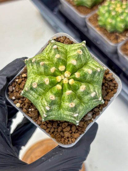 Gymnocalycium T-Lux Neon (gy14) (12) | Collector’s Edition