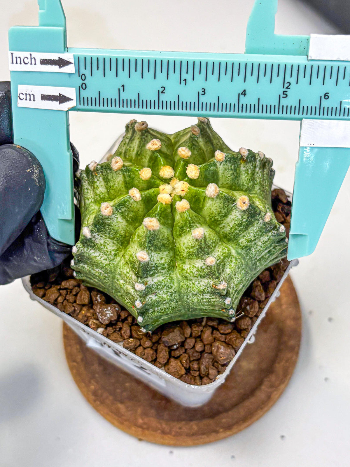 Gymnocalycium T-Lux Neon (gy14) (12) | Collector’s Edition