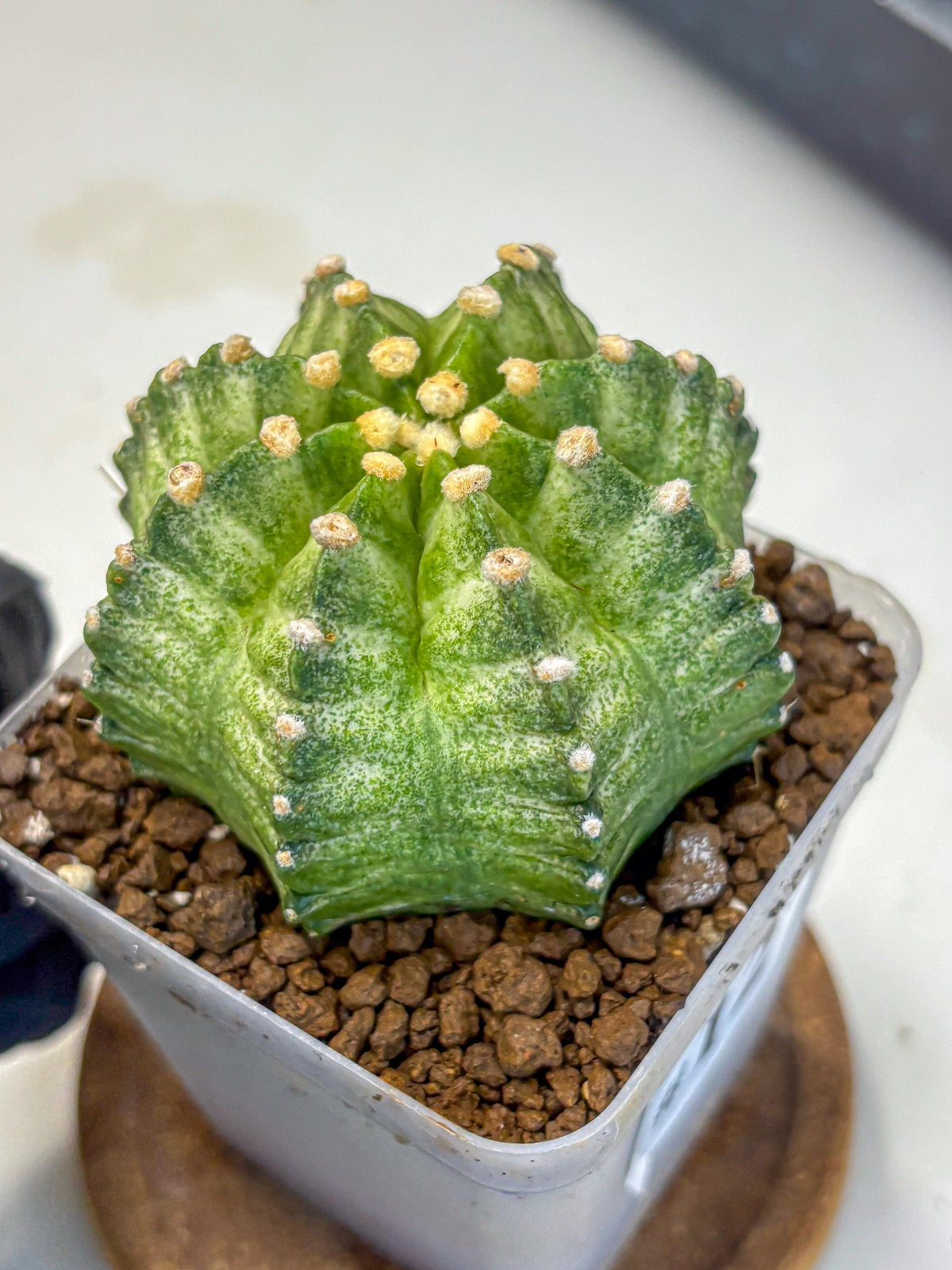 Gymnocalycium T-Lux Neon (gy14) (12) | Collector’s Edition