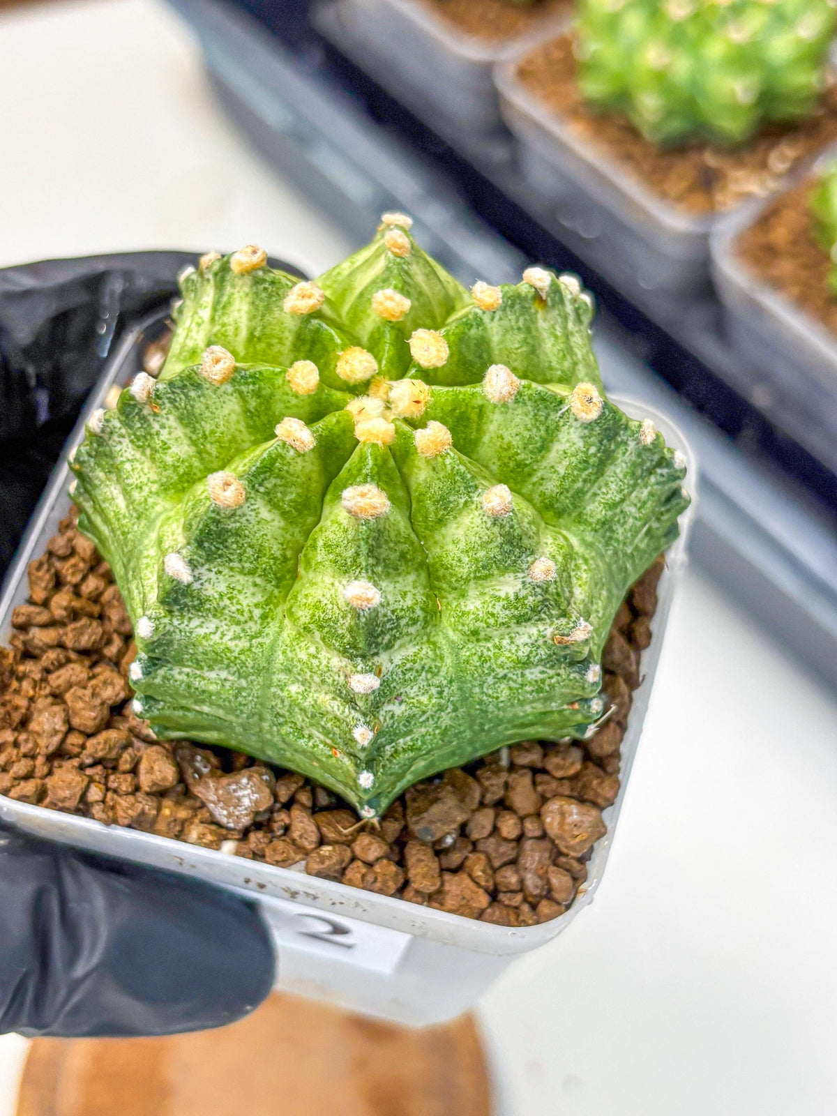 Gymnocalycium T-Lux Neon (gy14) (12) | Collector’s Edition
