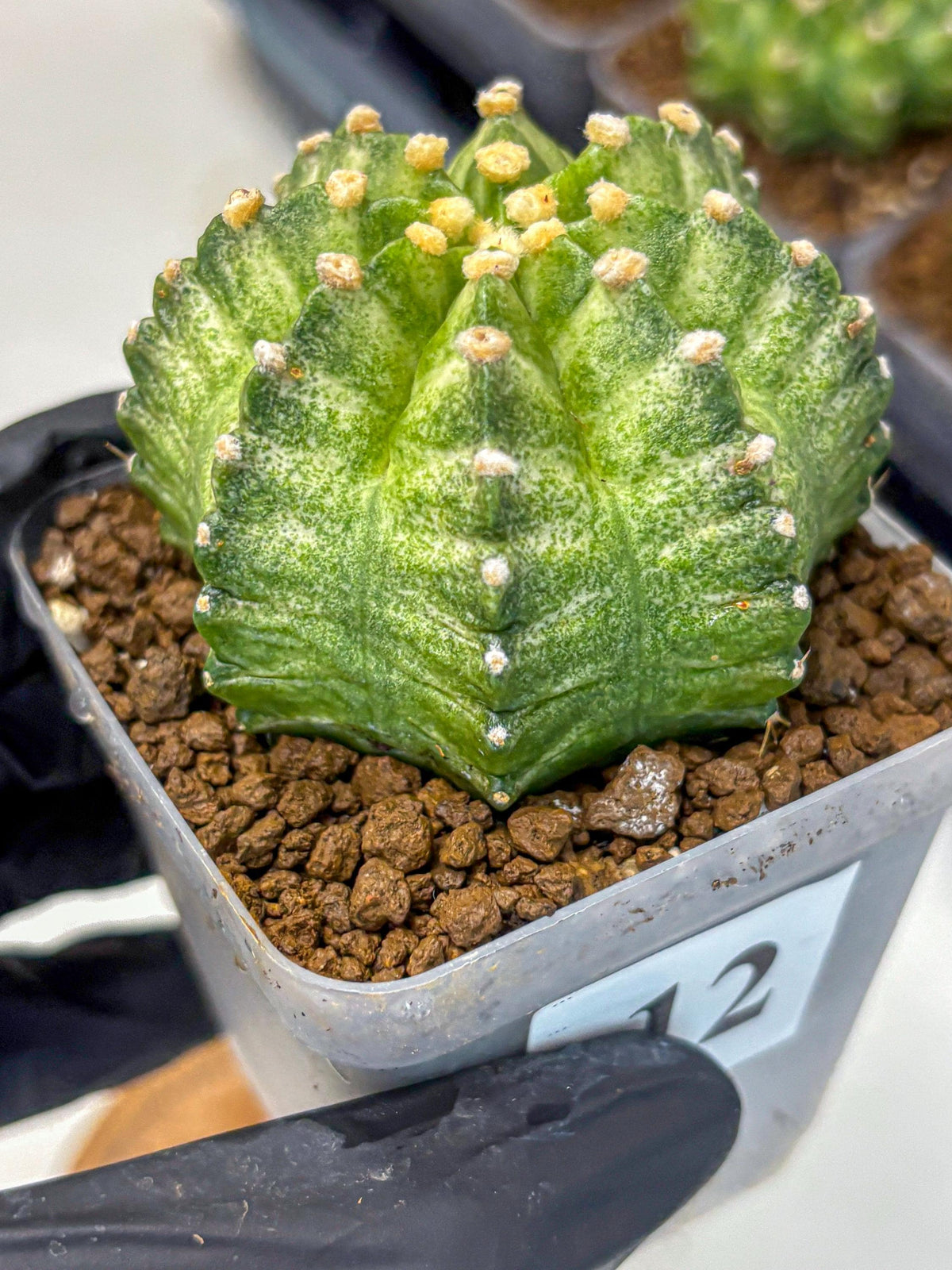 Gymnocalycium T-Lux Neon (gy14) (12) | Collector’s Edition