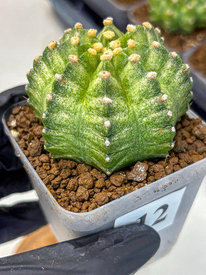 Gymnocalycium T-Lux Neon (gy14) (12) | Collector’s Edition