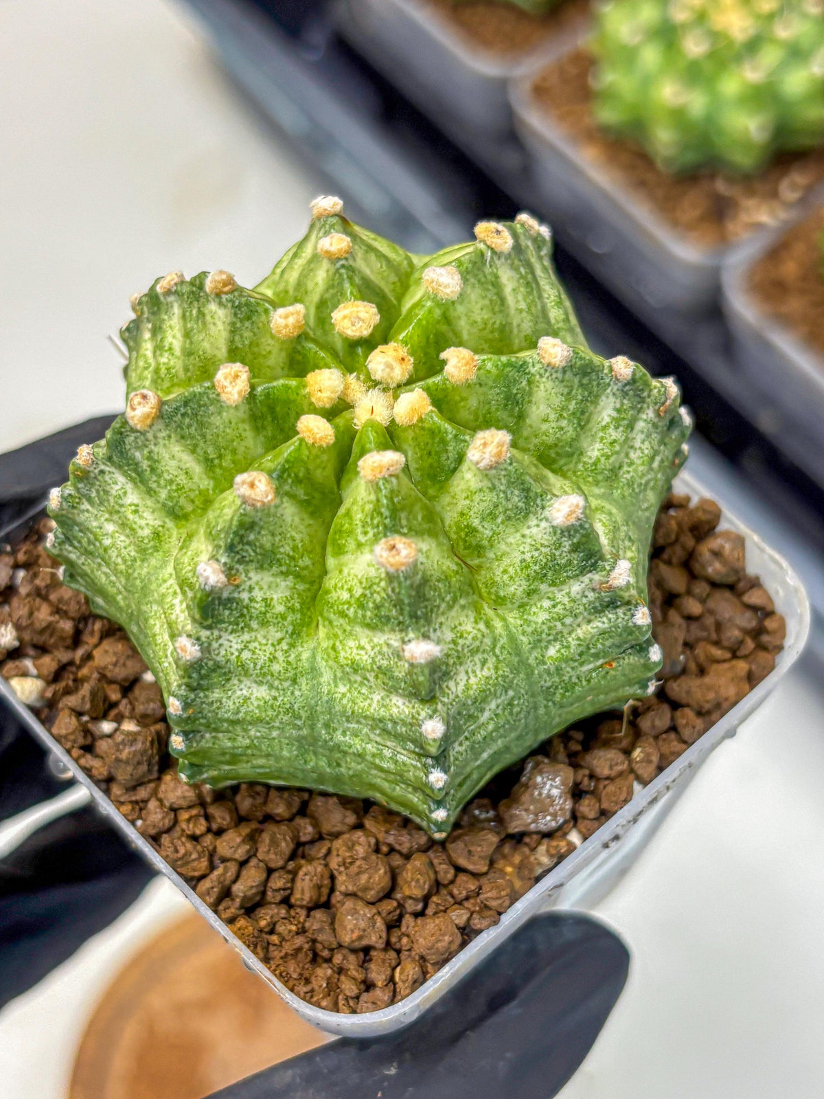 Gymnocalycium T-Lux Neon (gy14) (12) | Collector’s Edition