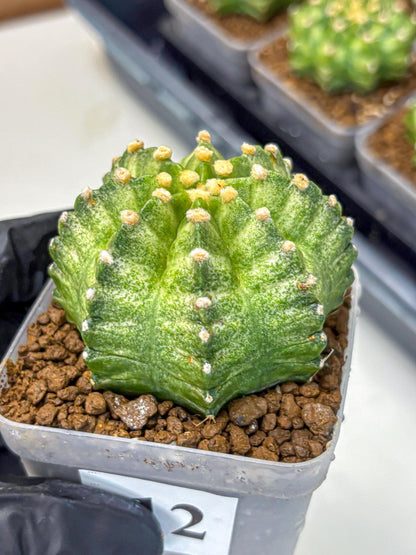 Gymnocalycium T-Lux Neon (gy14) (12) | Collector’s Edition
