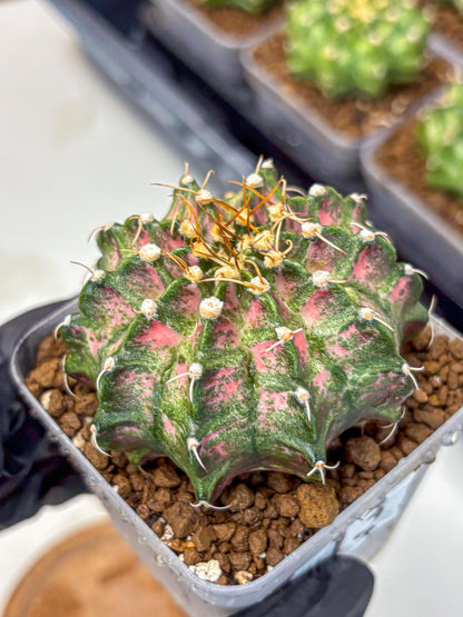 Gymnocalycium T-Lux Neon (gy14) (13) | Collector’s Edition