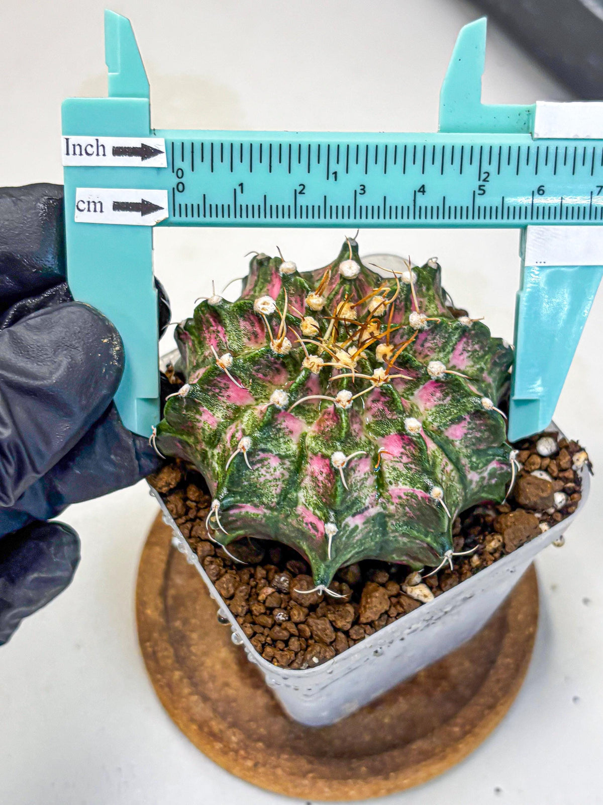 Gymnocalycium T-Lux Neon (gy14) (13) | Collector’s Edition