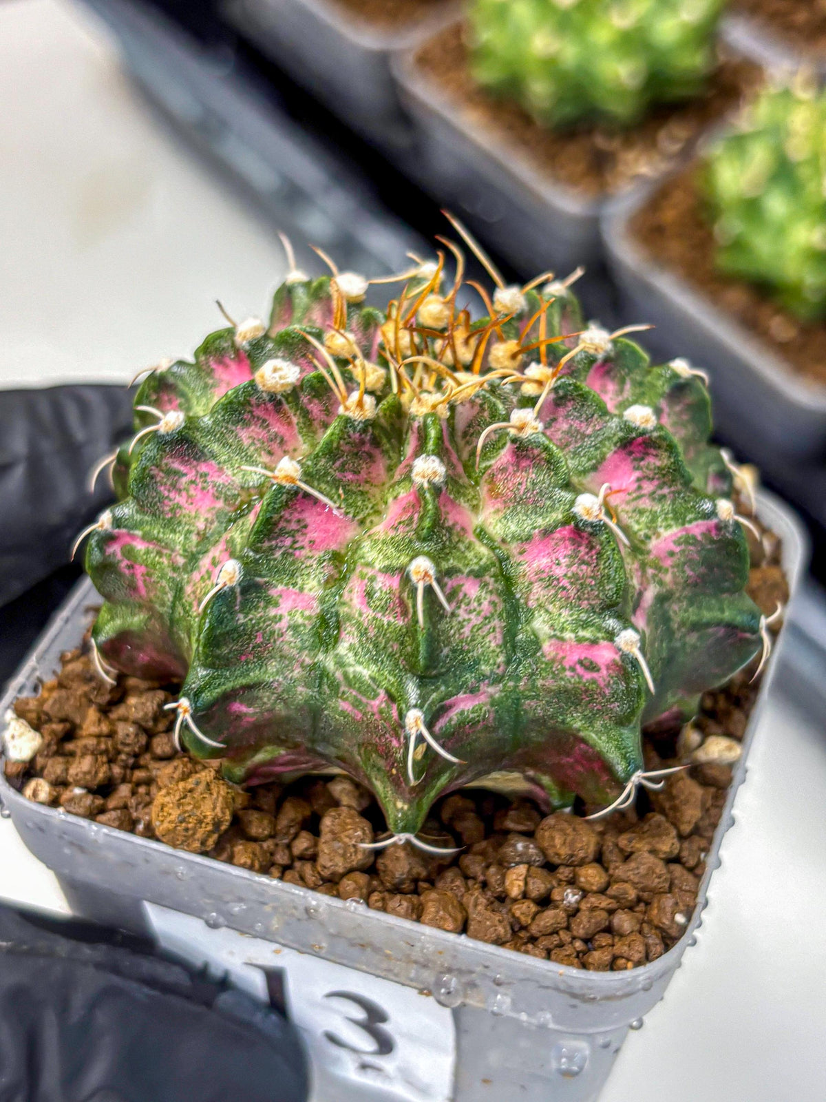 Gymnocalycium T-Lux Neon (gy14) (13) | Collector’s Edition