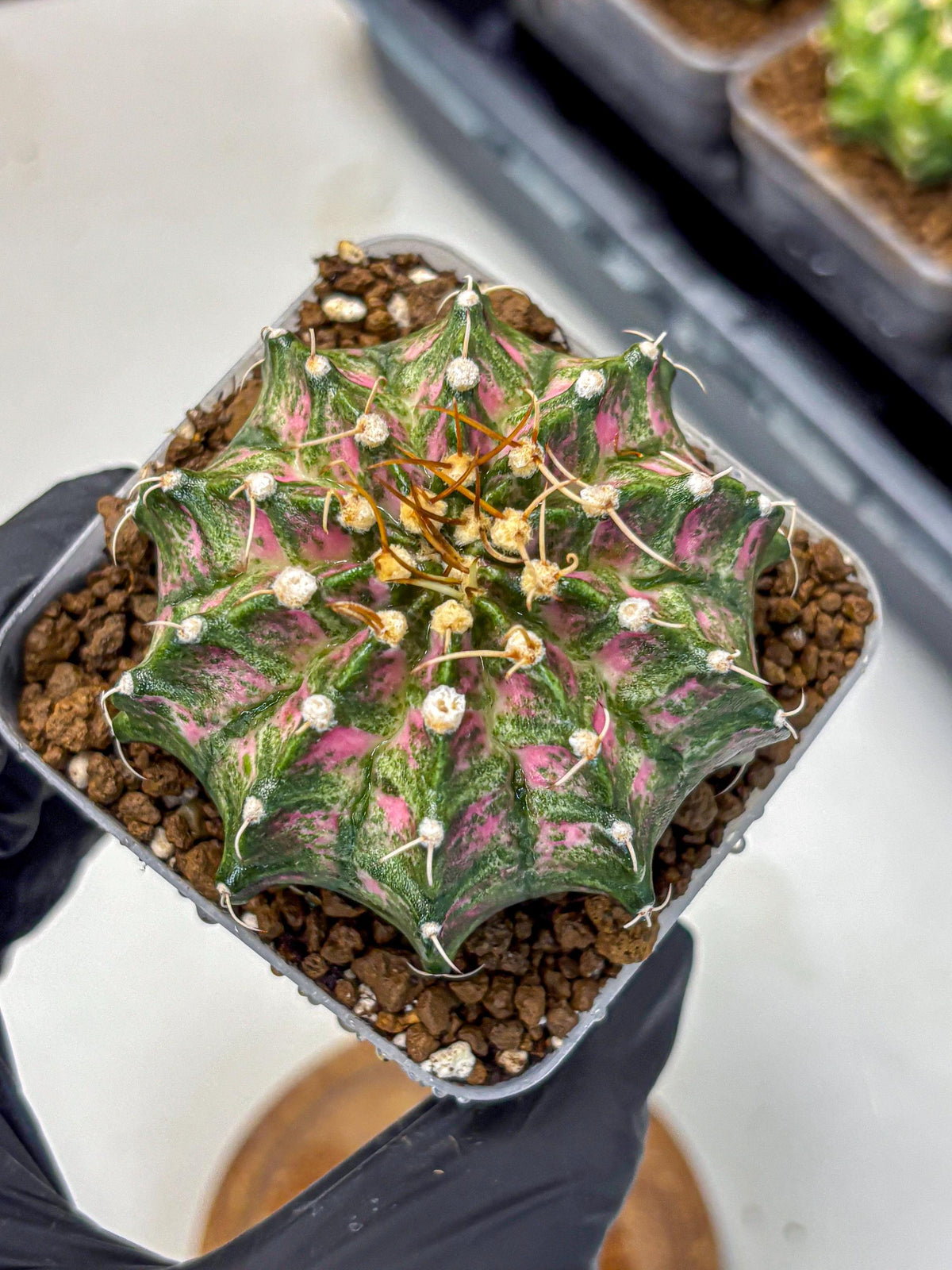 Gymnocalycium T-Lux Neon (gy14) (13) | Collector’s Edition