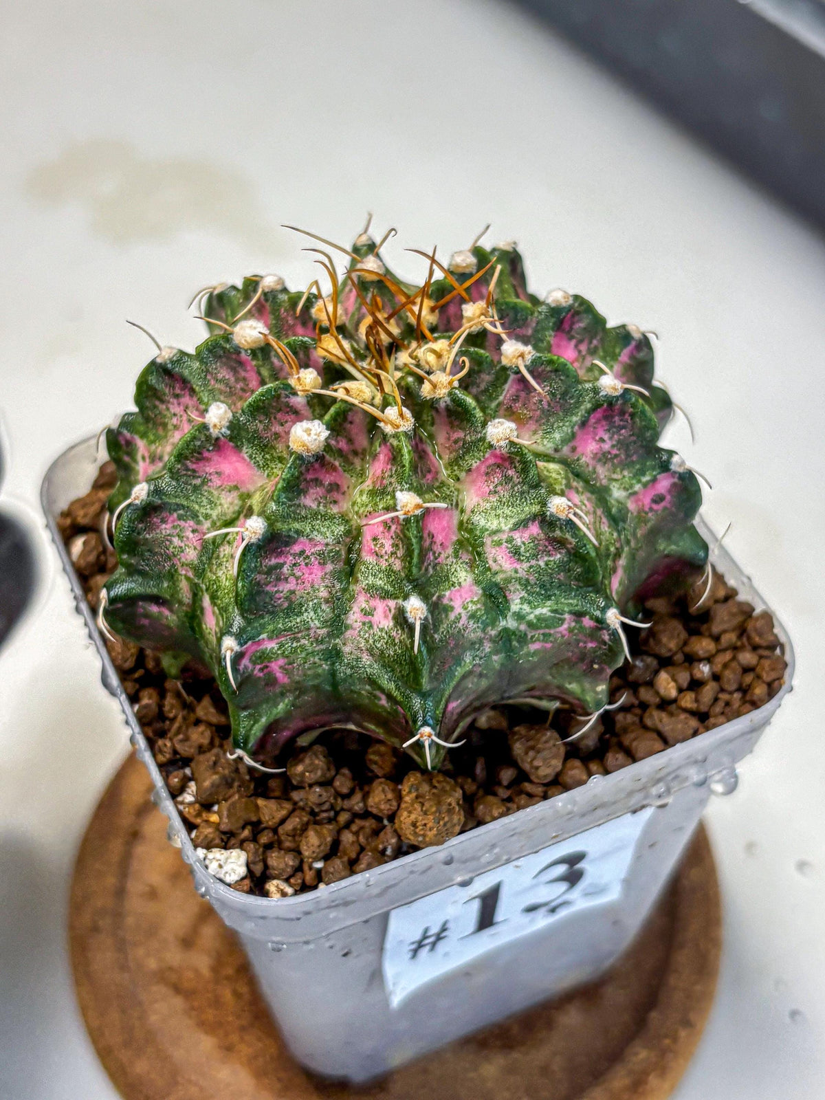 Gymnocalycium T-Lux Neon (gy14) (13) | Collector’s Edition