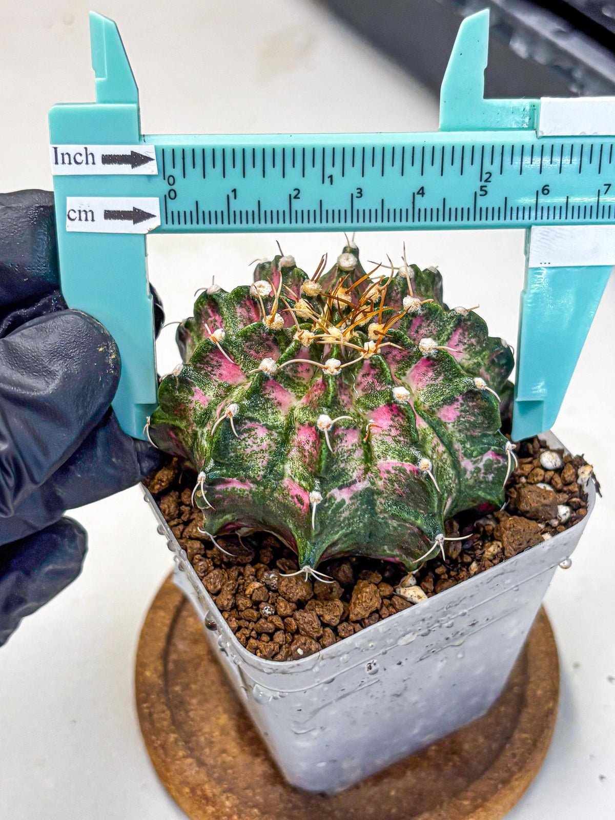 Gymnocalycium T-Lux Neon (gy14) (13) | Collector’s Edition